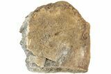 Fossil Triceratops Jugal Bone - Montana #207048-3